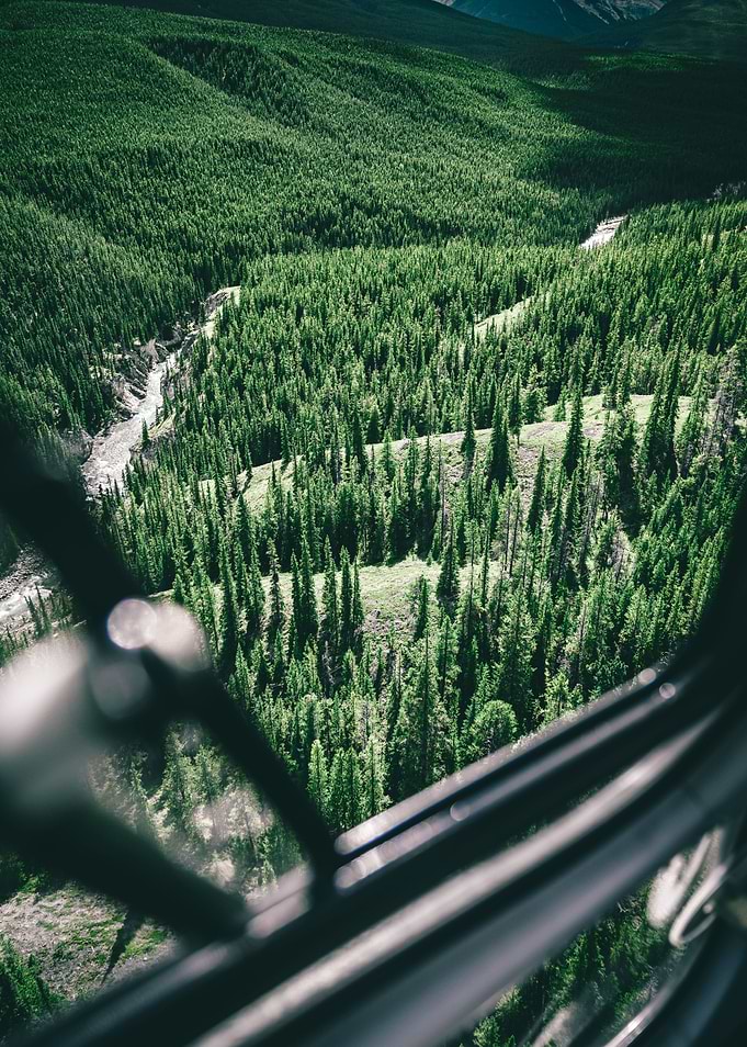 View of an eagle