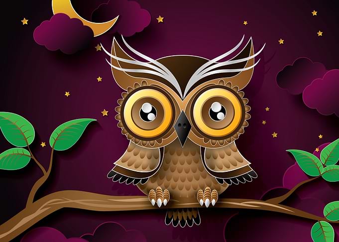 Vector Owl Illustration