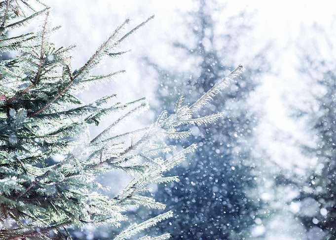 Spruce Forest Sun Snowing