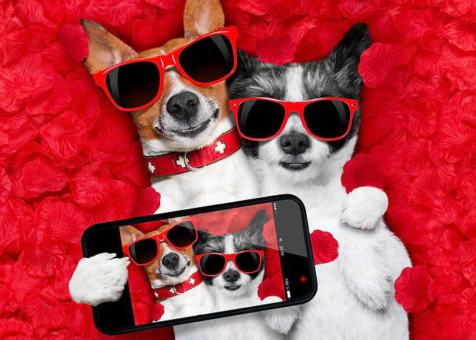 cute dogs love hearts sun