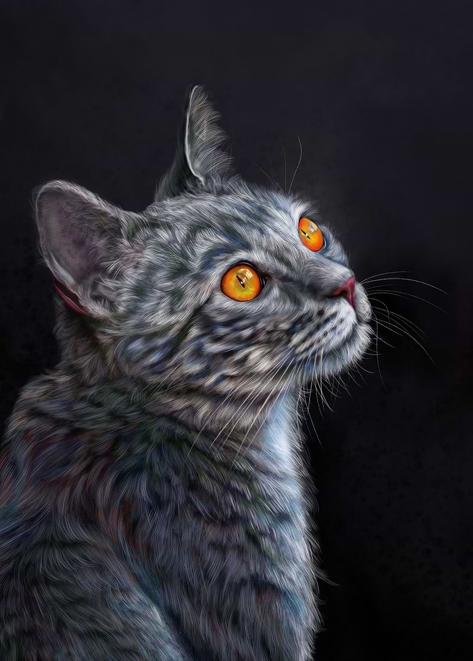 Cat Illustration
