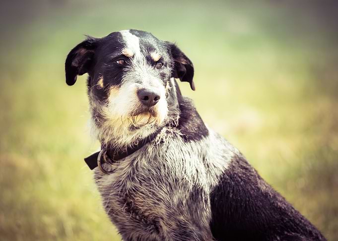 Farm Dog