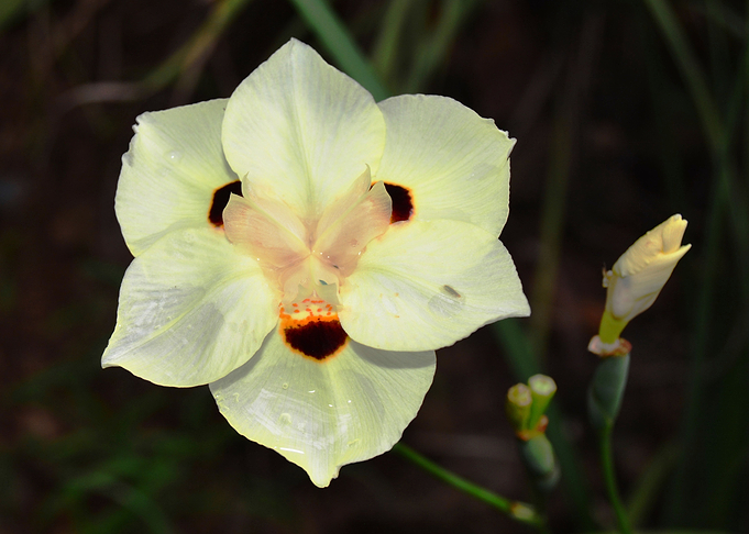 White African Lily