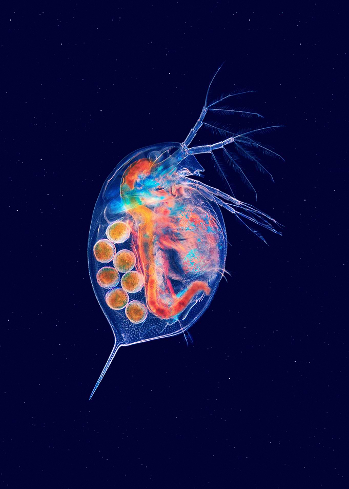 Water flea