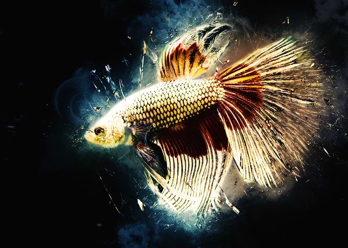 Dragon Fighting Betta Fish