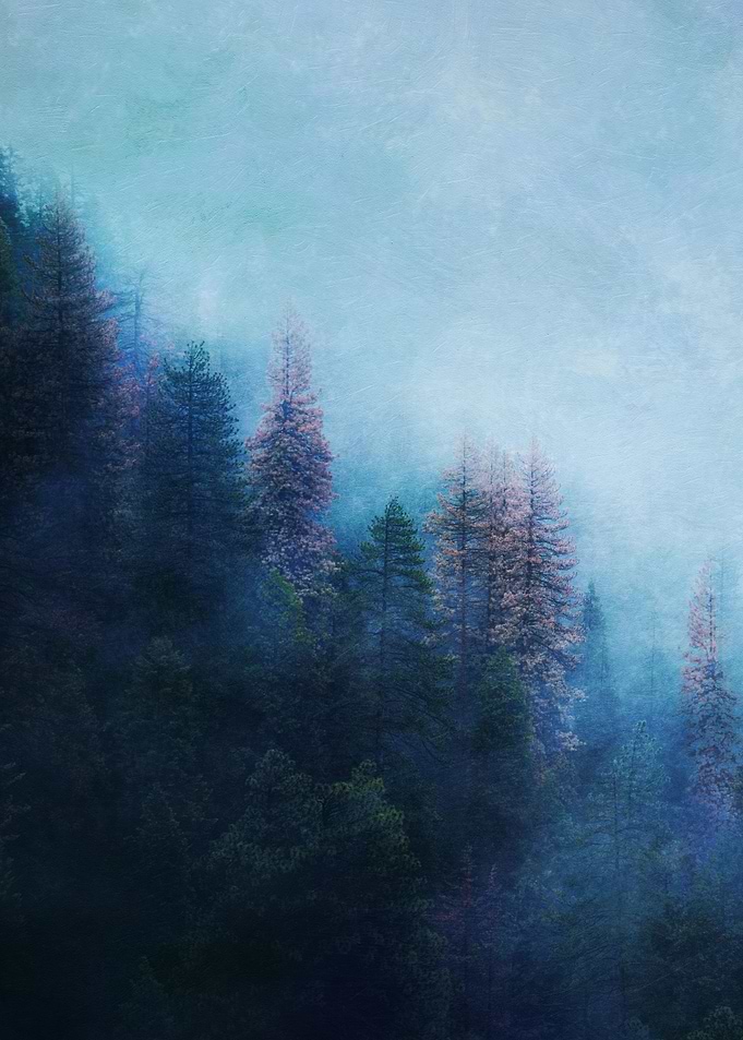Dreamy Winter Forest
