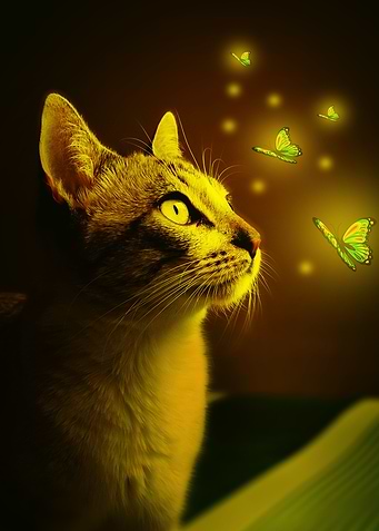 cat artwork