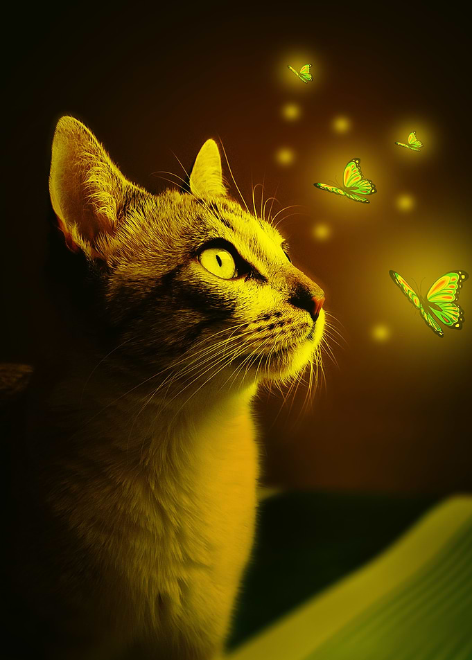 cat artwork