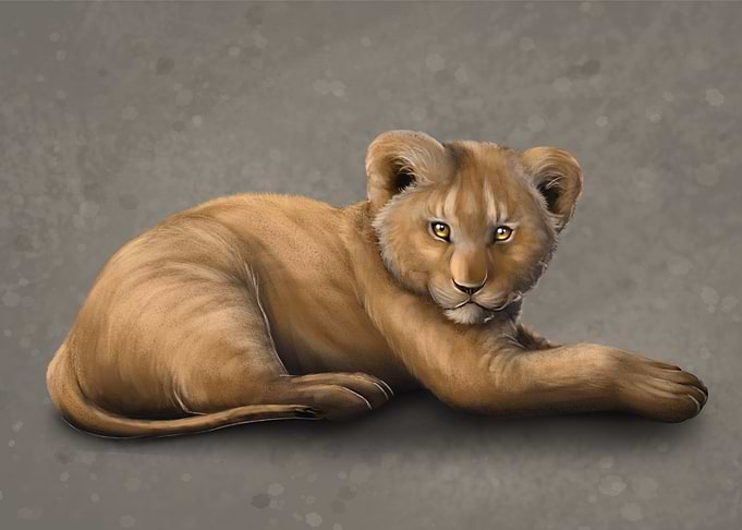 African lion cub