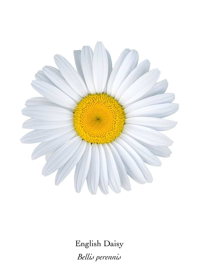 English Daisy