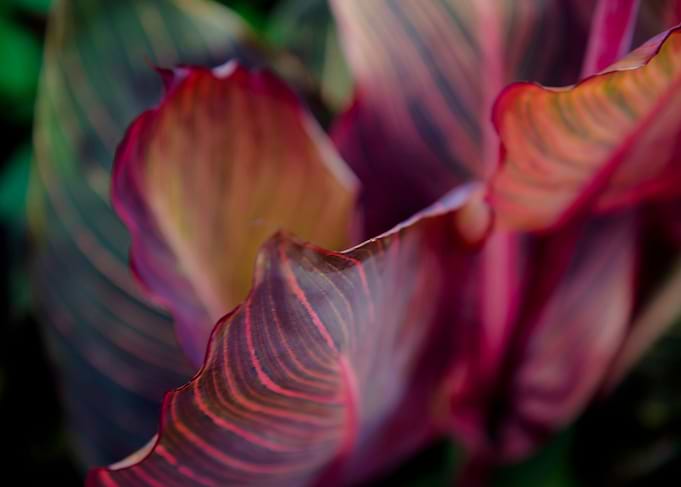 Flowers In Garden