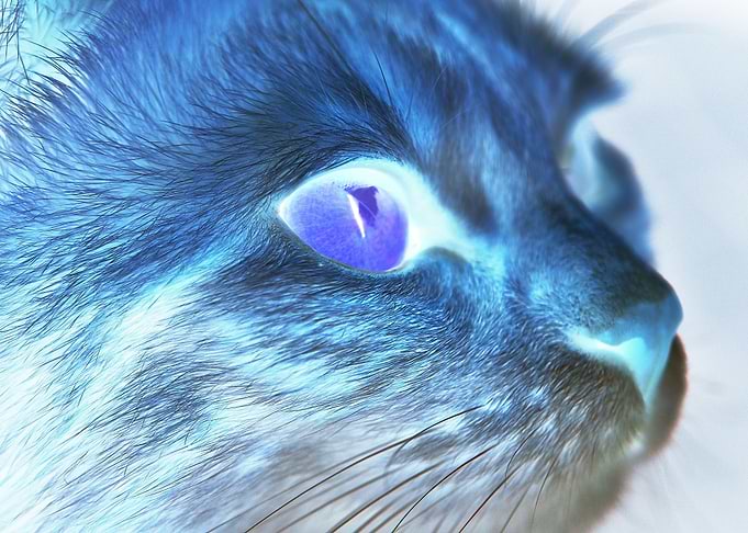 Closeup