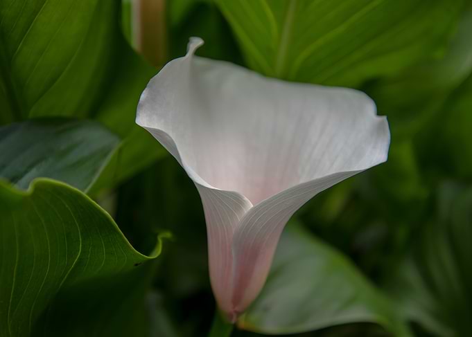 Seldom Flower