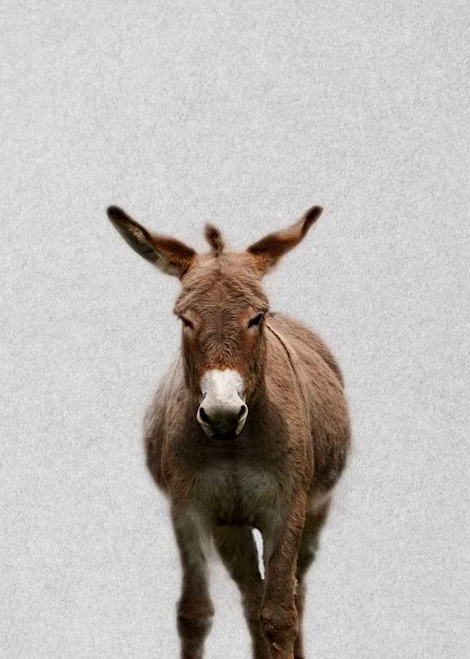 sweet donkey portrait