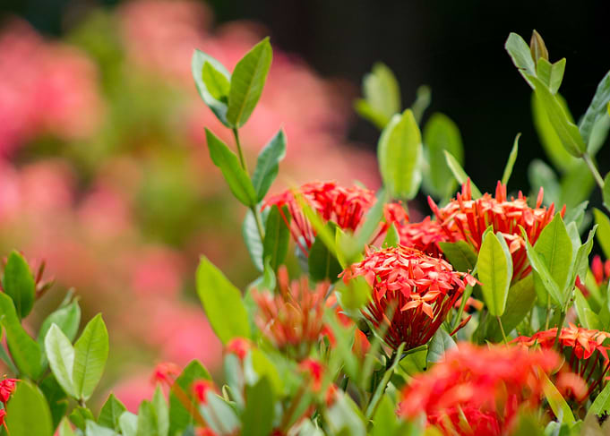 Lovely Nature
