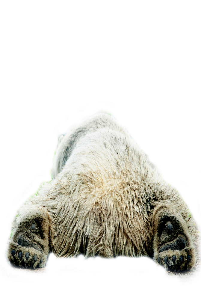 polar bear back view