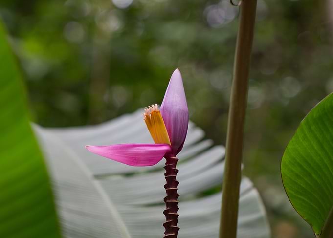 Little Flower