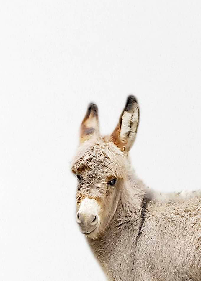 cute fluffy baby donkey
