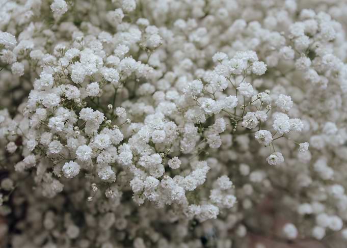 Thousand Flowers