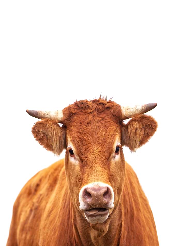 cute cow cattle