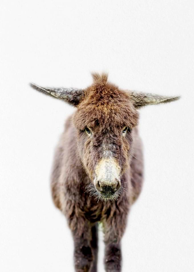 fluffy baby donkey