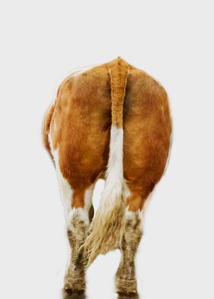 cow back view