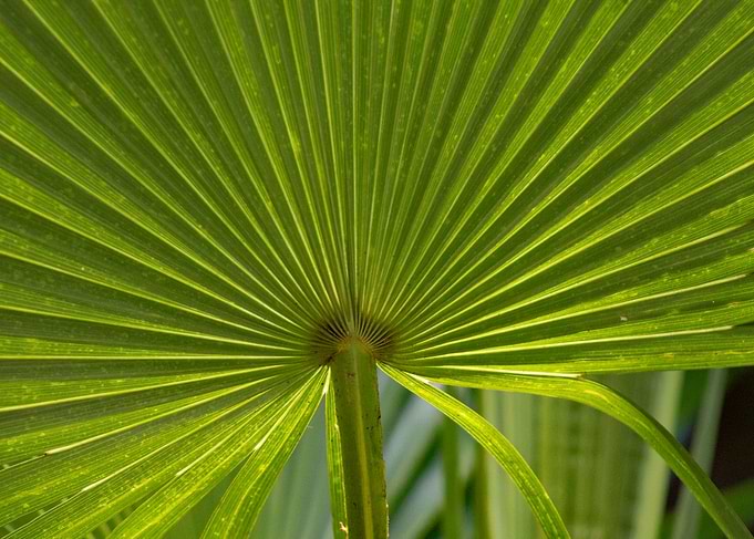 Perfect Leaf