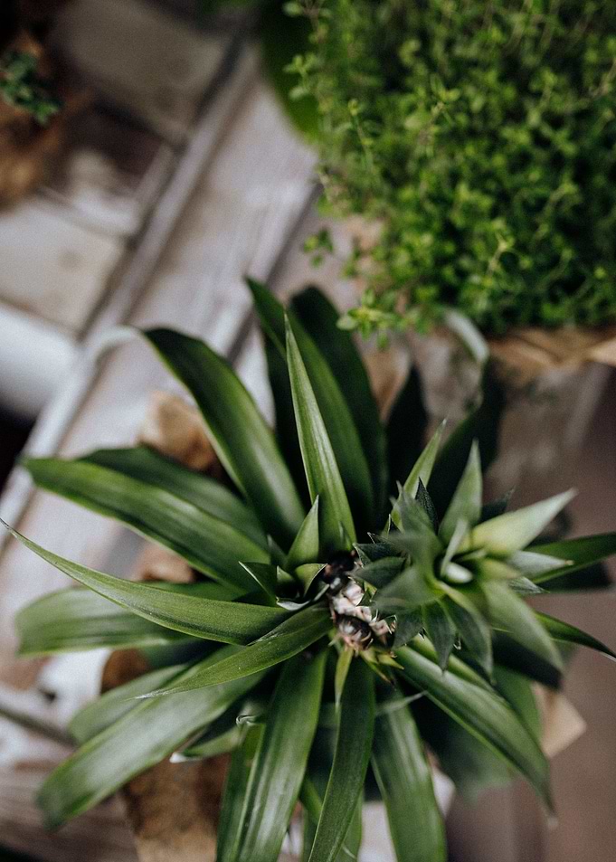 Plants