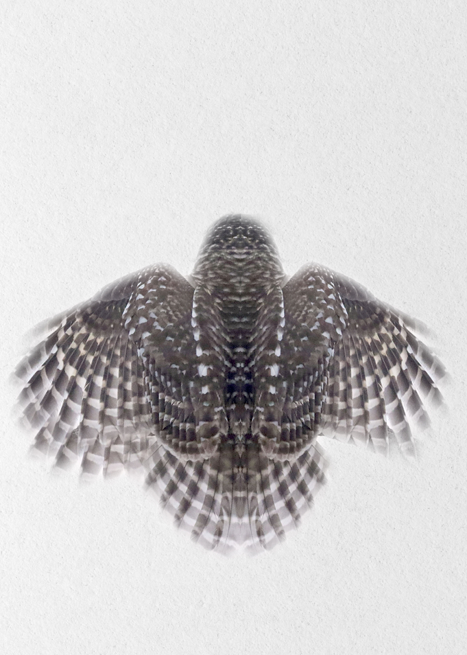 flying owl back view