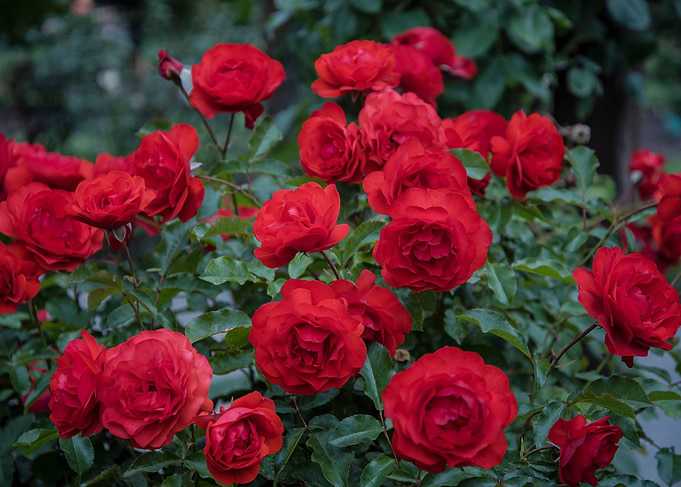 Roses