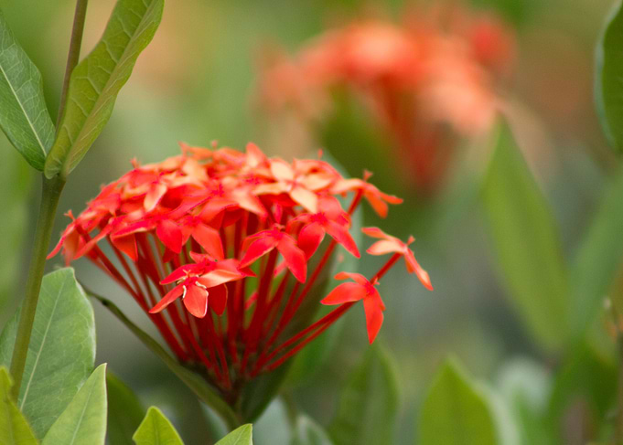Natures Beauty