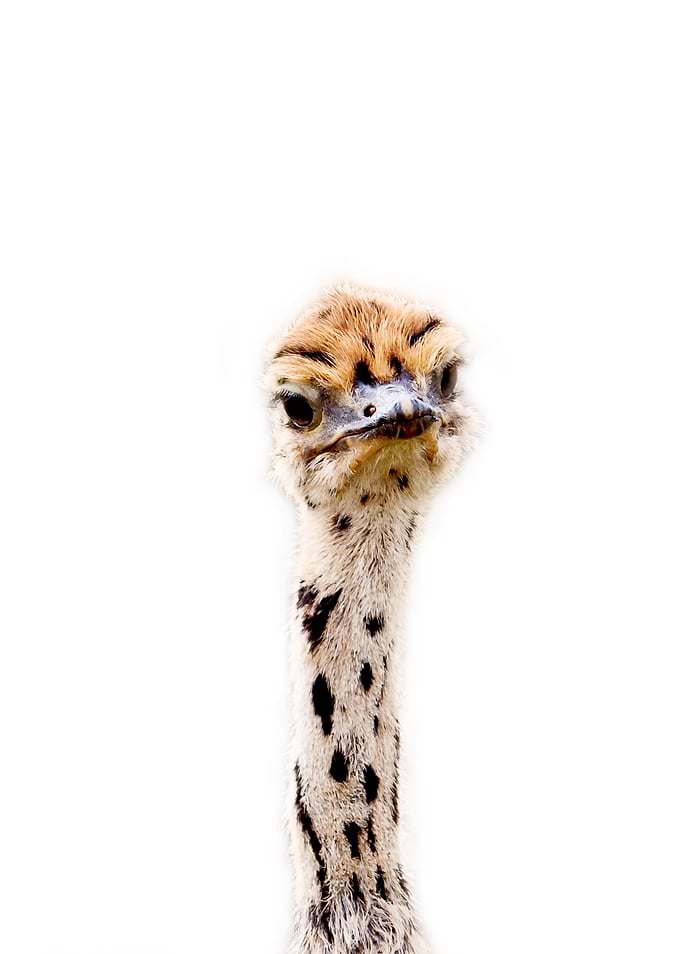 baby ostrich Art