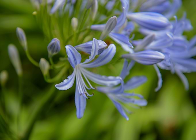 Colorful Flower