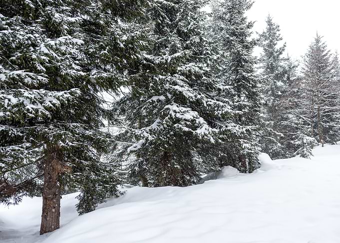 Winter Pine trees