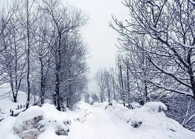 Winter landscape