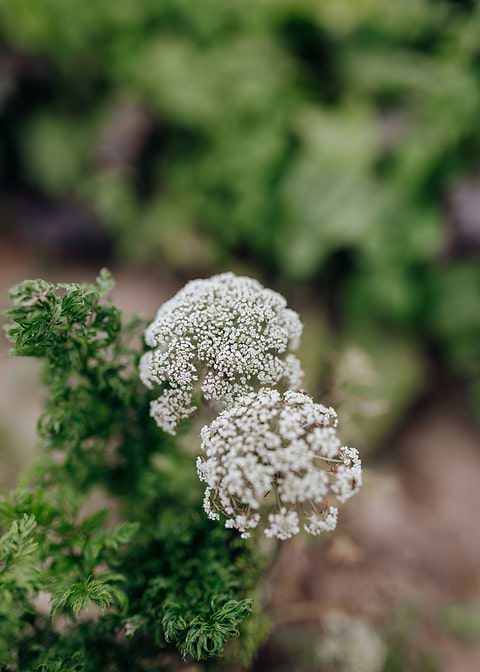 Flowers In The Garden
