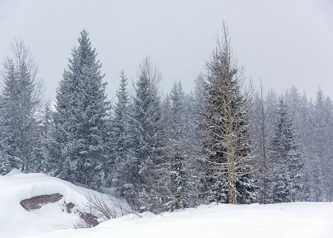 Snowy Winter Landscape