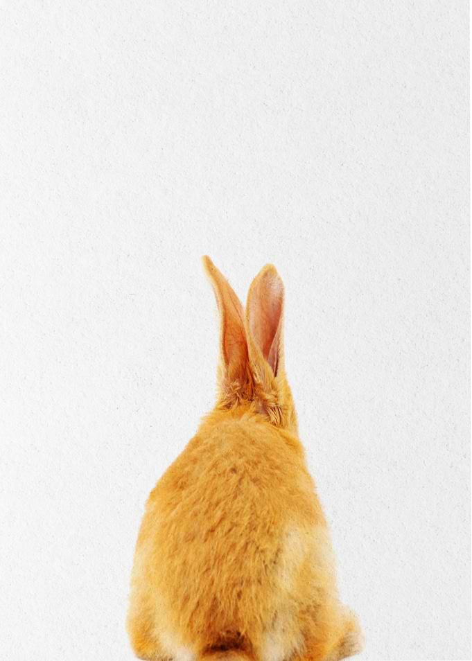 orange rabbit back view