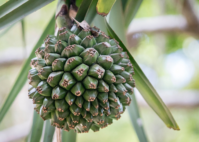 Baby Bananas
