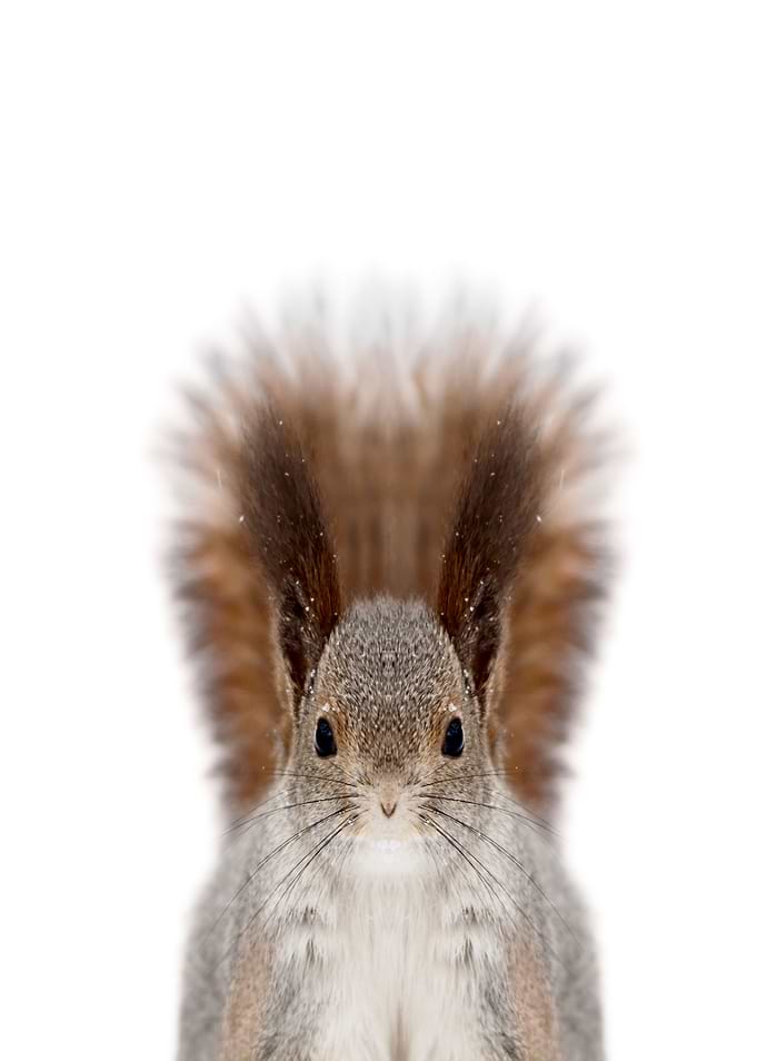 flying chipmunk