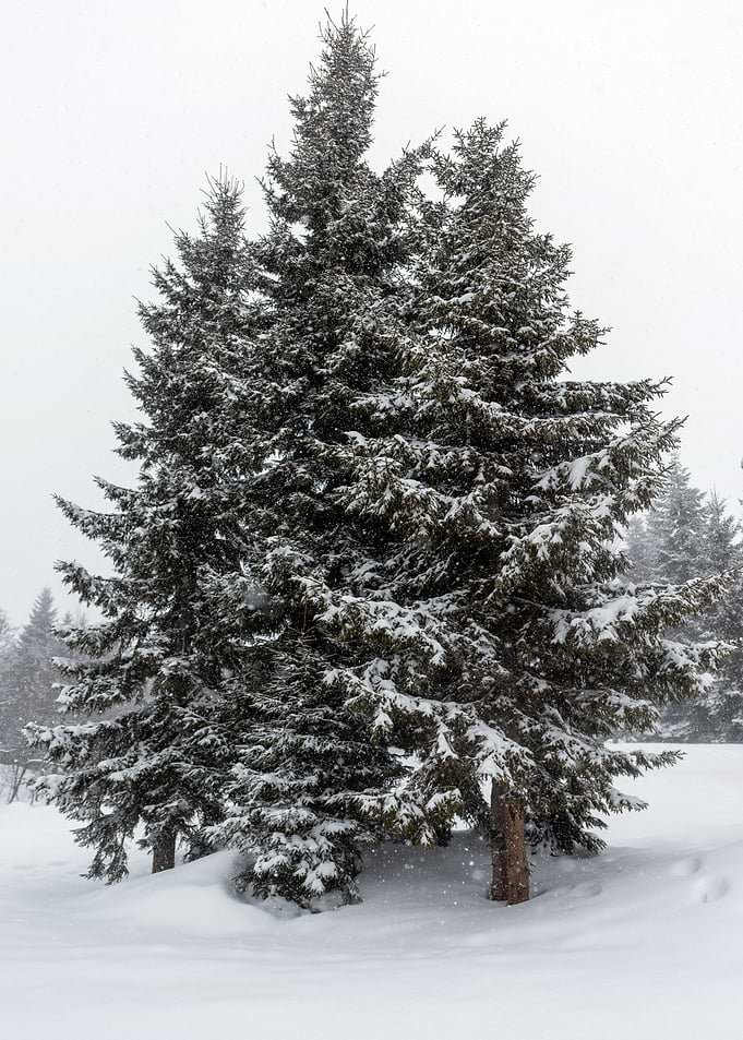 Winter landscape