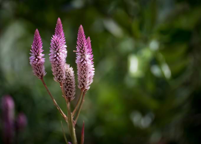 Nature And Love