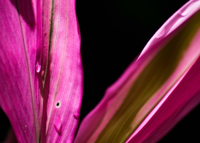 Exotic Flower