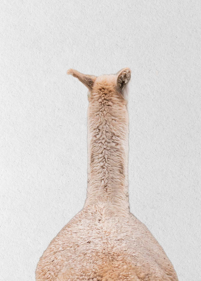 lama back view