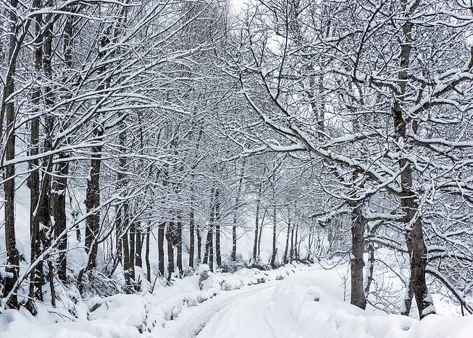 Winter landscape