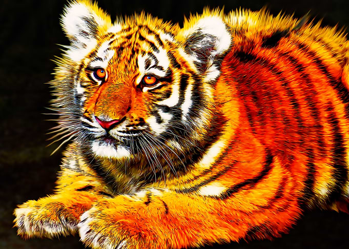 Cute little Tiger