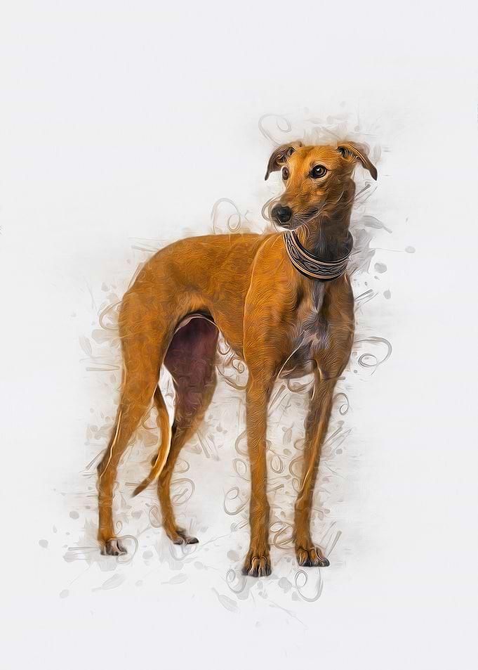 Greyhound Art