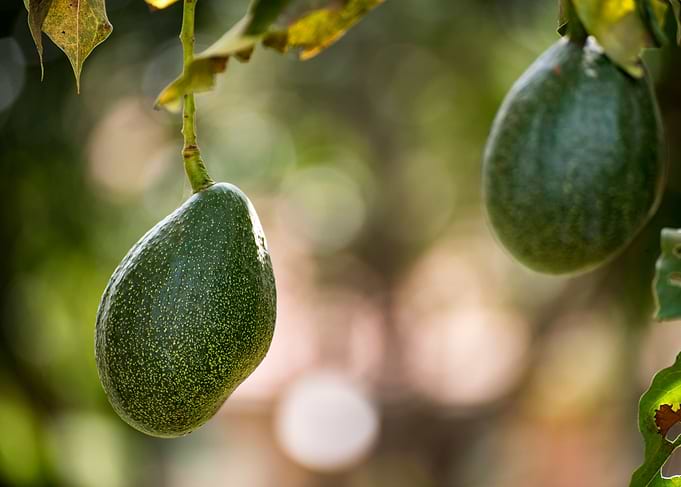 Fresh Mangos