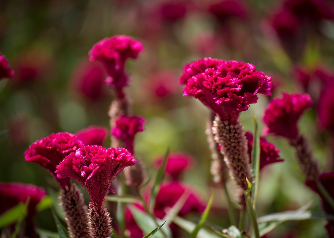 Purple Colored Flowers
