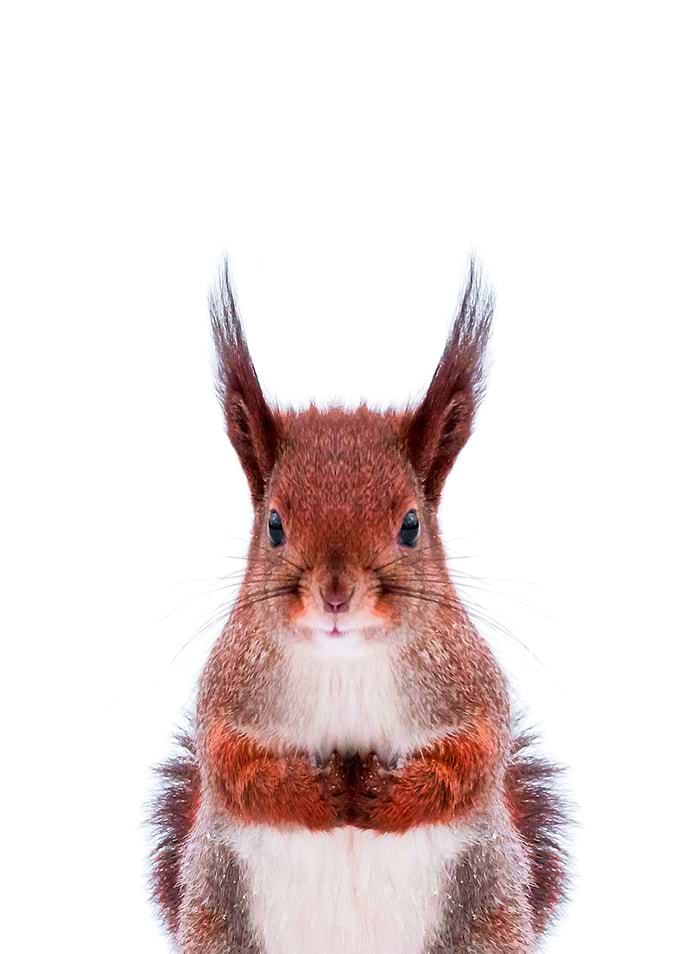 red Squirrel